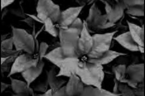 The poinsettia: our Christmas flower