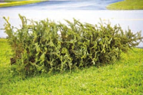 Tips offered on safe Christmas tree disposal