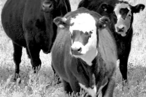 Virtual Texas A&M Beef Cattle class slated for Aug. 3-5