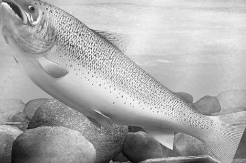 Traditional Rainbow Trout stocking begins Nov. 24