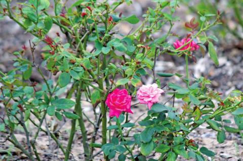Smell the roses in Midtown Park Rose Garden