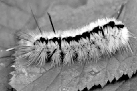 Stinging caterpillar season starts