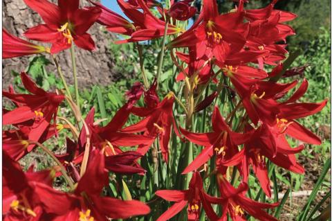 Schoolhouse Lilies and Hummingbirds Are Back