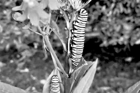 Gardeners, help our Monarch butterflies thrive!