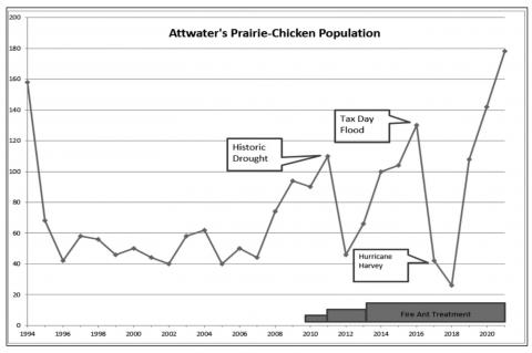 Texas’ Attwater’s Prairie-Chicken wild population reaches 28-year high