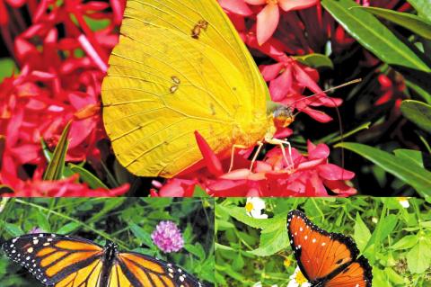 Monarch butterfly season arrives in Texas