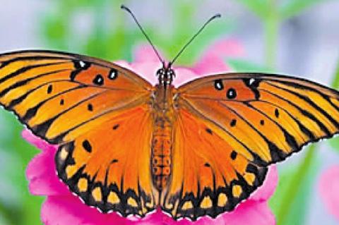 Monarch butterfly season arrives in Texas