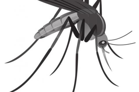 June 21-27 is Mosquito Awareness Week