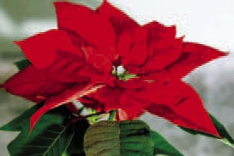 The poinsettia: our Christmas flower