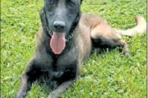 Weimar mourns loss of K9 killed in accident