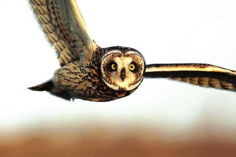 Short-eared owls spotted at APC refuge
