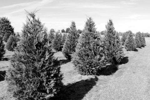 The value of real Christmas trees