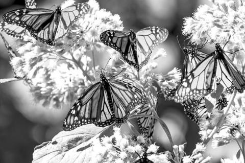 Monarchs: nature’s traveling royalty