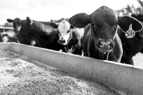 Texas cattle sales picking up due to drought