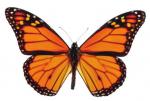 Good news for monarch butterflies