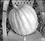 Here’s the real great pumpkin