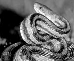 Snakes are out: Reduce snake encounters around the house