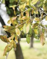 Prevent the spread of oak wilt in Texas