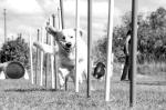 Library to host dog agility program