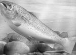 Traditional Rainbow Trout stocking begins Nov. 24