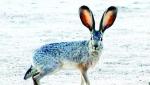 It’s Spring: Where have all the Jackrabbits gone?