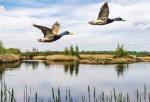 Eagle Lake: Waterfowl Center of Texas