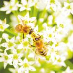 Native pollinators as important as honeybees