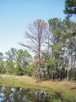 Extreme environmental conditions make Texas trees susceptible to secondary stressors
