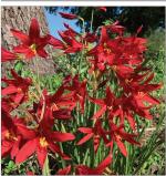 Schoolhouse Lilies and Hummingbirds Are Back