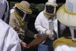 Students at the Bee School can suit up and watch while a hive of live bees is opened and inspected. The school will be held March 2 in Brenham. Courtesy photo